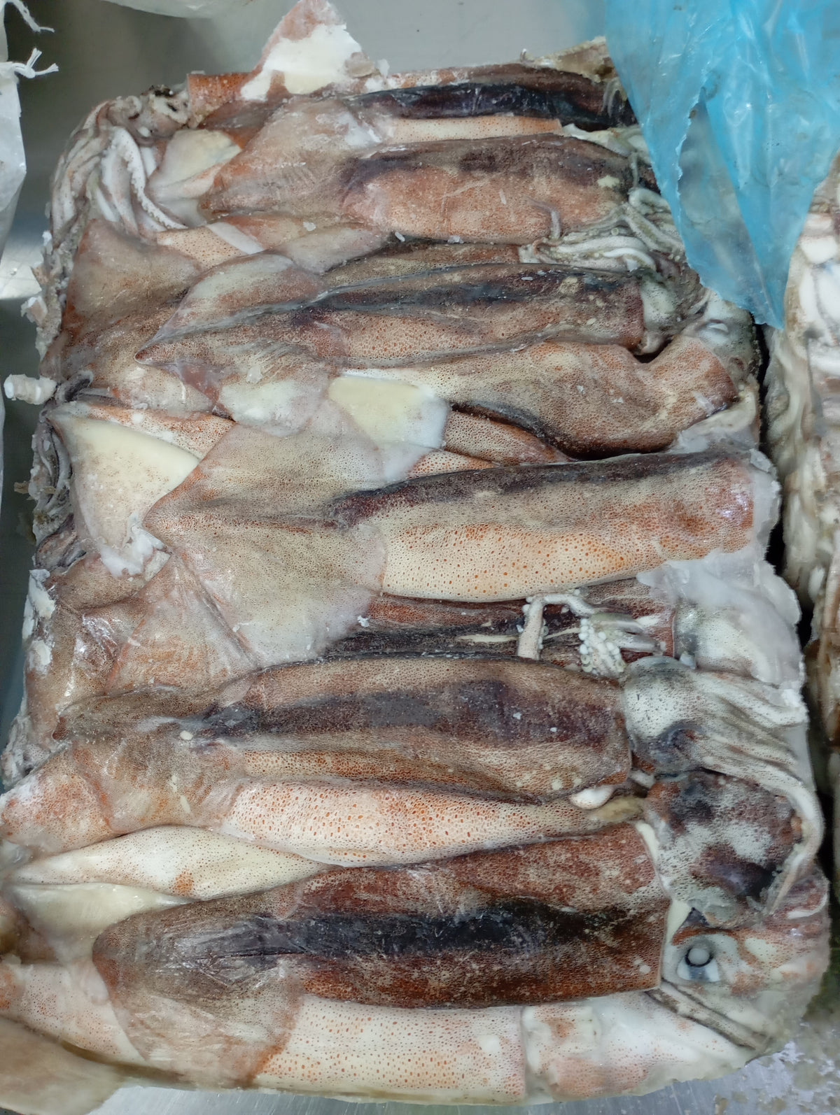 Tintenfisch Arrow Ganz mit Füß ungeputzt in Block ca 10kg/ktn