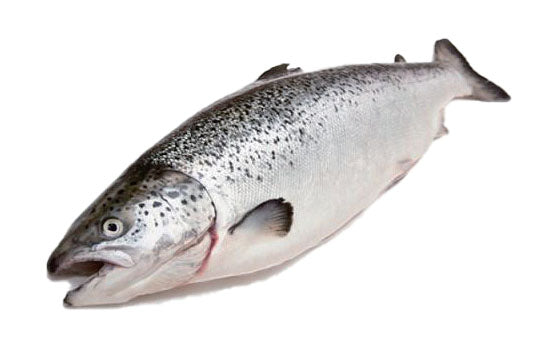 Schottisch LABEL ROUGE 6-7-8kg/stk frischer Lachs  3stk/ktn 
