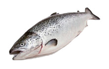 Schottisch LABEL ROUGE 6-7-8kg/stk frischer Lachs  3stk/ktn 