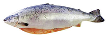 Norwegen 5-6kg/stk frischer Lachs  4stk/ktn 
